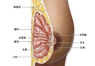 乳腺肿瘤手术治疗方法有哪些