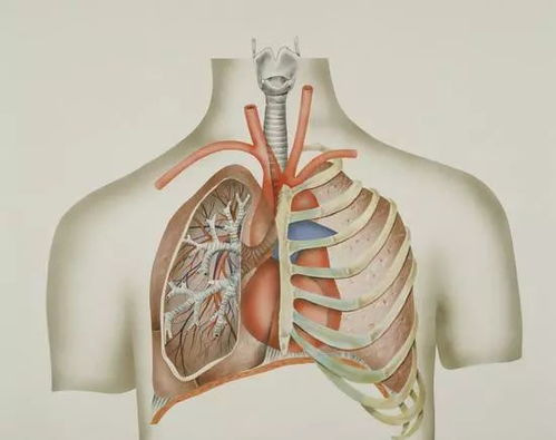 保健肺有哪些方法