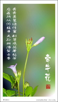 牵牛花的顽强诗句古诗