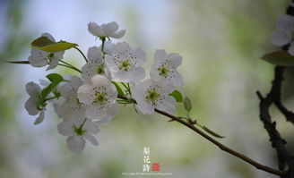 关于梨花的诗古诗句