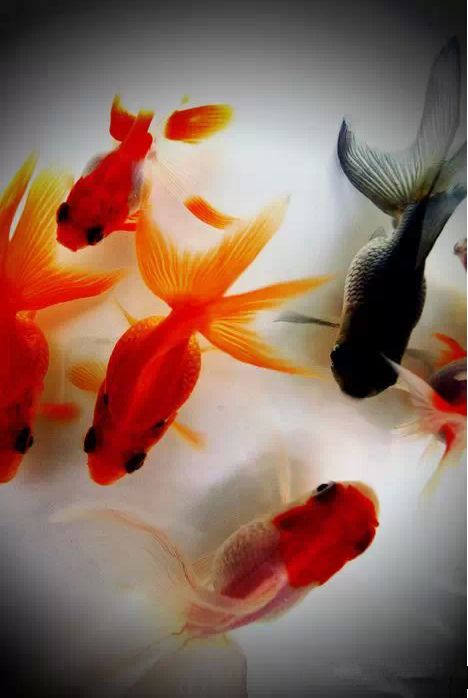 海草,诗句