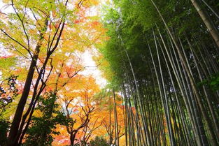 关于秋天竹子的诗句