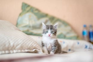 关于爱猫咪的诗句