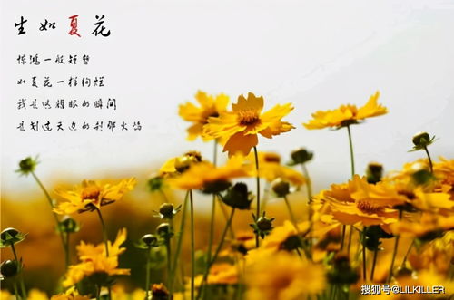 关于夏花的诗句古诗大全,关于夏花的诗句,关于夏花的诗句古诗大全依