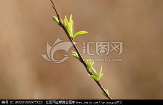 柳枝发芽的仿古诗句