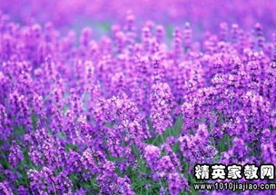 关于薰衣草的唯美诗句