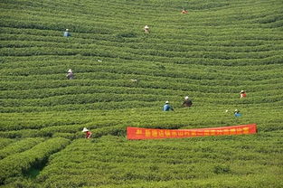 有没有关于艾的诗句