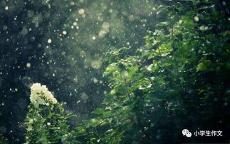 关于雨天的古诗句,描写雨天的古诗句,雨天淡淡的忧伤的古诗