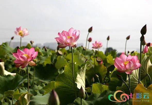荷花菊花的诗句古诗大全