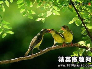 关于竹精神的诗句