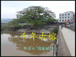 关于古榕的诗句