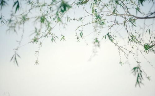 古诗,诗句,描写,后悔