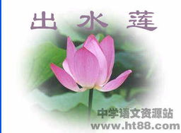关于莲的有名诗句