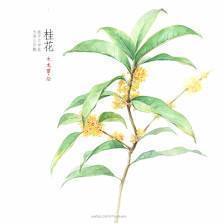 古诗,诗句,相思