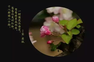 海棠,诗句