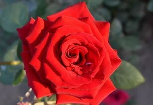 关于玫瑰的诗句和花语