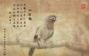 画眉,诗句,男人