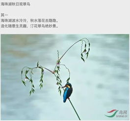 关于黄鹂鸟的诗句古诗,关于鸟的诗句古诗三年级,关于春天鸟的诗句古诗