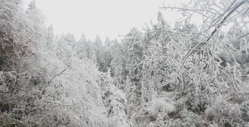 赞美雪洁白的诗句古诗大全