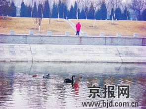 关于群鸭戏水的诗句