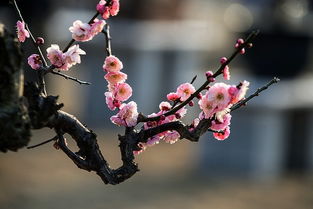关于梅花飘香的诗句