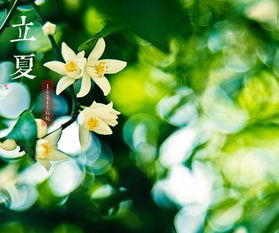 立夏,槐花,诗句
