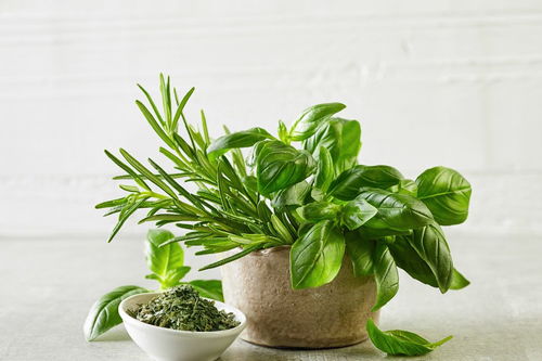 关于植物发芽的诗句