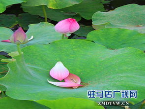 关于雨后莲花的诗句有