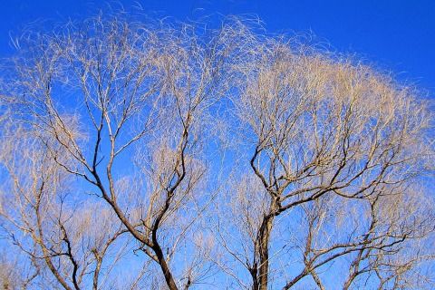 关于柳的诗句及解释