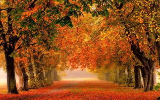 关于描写秋天枫叶的诗句古诗