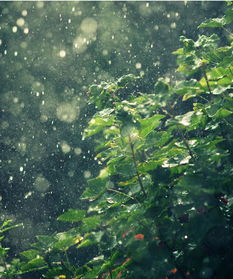 关于雨节气的诗句