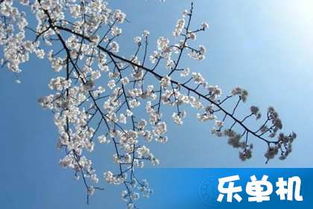 描写仲春时节的诗句古诗