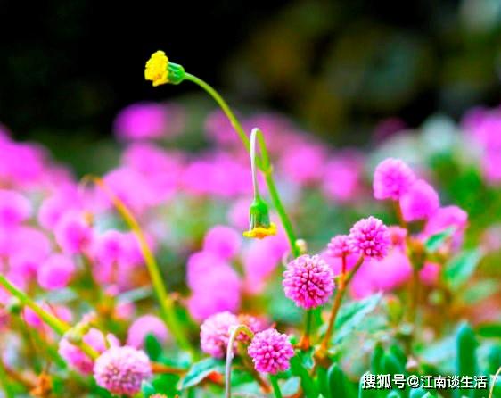 关于辛苦但收获的诗句