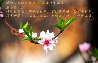 古诗,诗句,桃花,有哪些