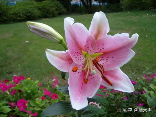 百合花,古诗,诗句