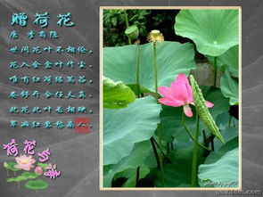 有关春天荷花的诗句古诗