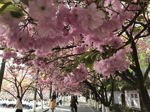 樱花,诗句,校园