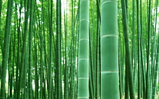 关于竹子生长快的诗句