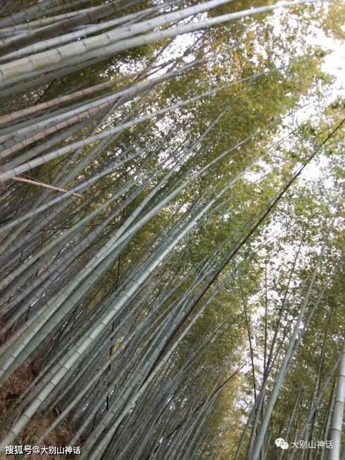 竹子,古诗,诗句,春天