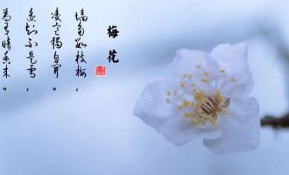 带有月和花的古诗句