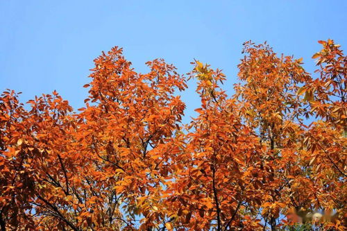 秋天景色的诗句古诗大全,描写秋天荷花的诗句古诗大全,赞美秋天的诗句古诗大全