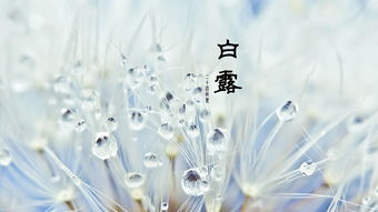 关于的白露诗句