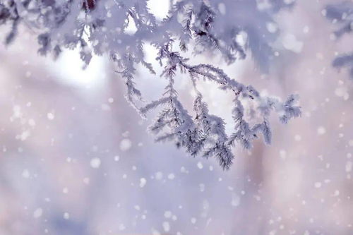 古诗,诗句,大全,于雪
