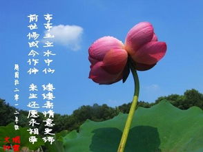 并蒂莲,诗句