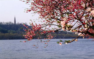 西湖桃花诗句古诗词