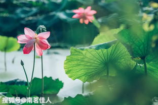 色彩对比的古诗句