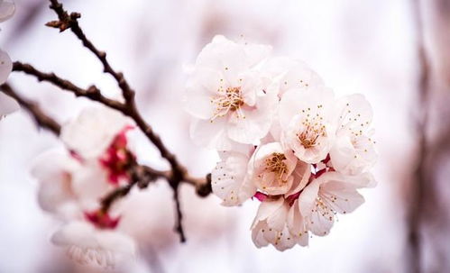 杏花,诗句,赏析