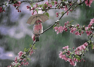 关于雨的诗句古诗名句,雨的诗句古诗唯美,秋天雨的诗句古诗