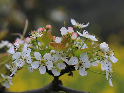梨花,诗句,桃花