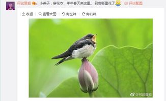 燕子相关的诗句是什么,梅花与燕子的诗句是什么,描绘燕子的诗句是什么
